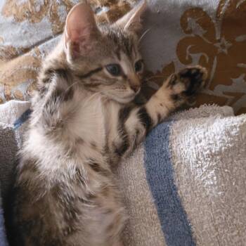 Fruity Pebbles 4 -  Domestic Short Hair Cat for Adoption in Austin, Texas - Fruity Pebbles 4 | PetCurious