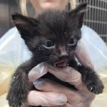 Goofus -  Domestic Short Hair Cat for Adoption in Taos, New Mexico - Goofus | PetCurious