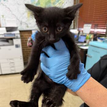 Bernice -  Domestic Short Hair Cat for Adoption in Birmingham, Alabama - Bernice | PetCurious