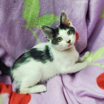 Convor -  Domestic Short Hair Cat for Adoption in Westminster, California - Convor | PetCurious