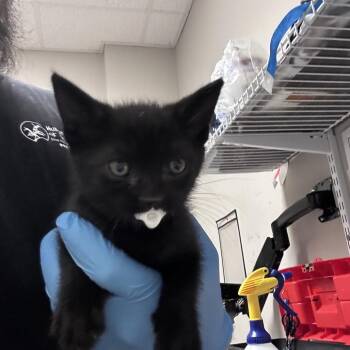 zoro -  Domestic Medium Hair Cat for Adoption in Yuma, Arizona - Zoro | PetCurious