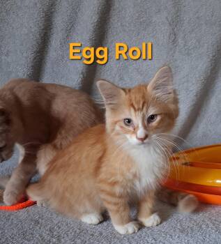 Egg Roll -  Domestic Long Hair Cat for Adoption in Peoria, Illinois - Egg Roll | PetCurious
