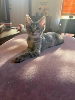 Colonial -  Domestic Short Hair Cat for Adoption in Columbus, Indiana - Colonial | PetCurious