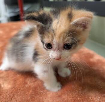 Kia -  Domestic Short Hair Cat for Adoption in Defiance, Ohio - Kia | PetCurious