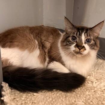 Domestic Long Hair Cats Available for Adoption in Cumming, Georgia - Walter (Luke) | PetCurious