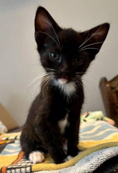 Junebug -  Domestic Short Hair Cat for Adoption in Kimberlin Heights, Tennessee - Junebug | PetCurious