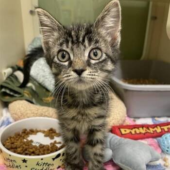 Cider -  Domestic Short Hair Cat for Adoption in Prince Frederick, Maryland - Cider | PetCurious