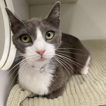 Domestic Short Hair Cats Available for Adoption in Hawthorne, California - Moon | PetCurious