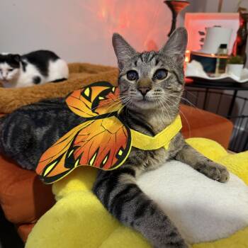 Rescue Domestic Short Hair Cats for Adoption in Boca Raton, Florida - Foggy | PetCurious