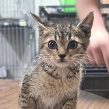 Smoke -  Domestic Short Hair Cat Available for Adoption in Clanton, Alabama - Smoke | PetCurious