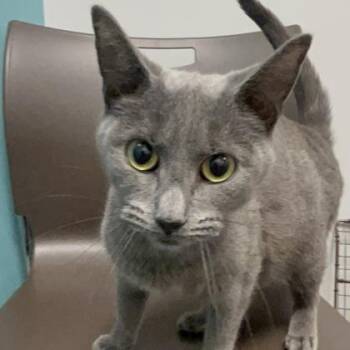Tulip -  Domestic Short Hair Cat Available for Adoption in Janesville, Wisconsin - Tulip | PetCurious