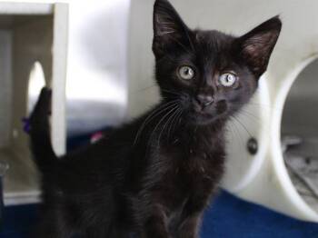 AVICII -  Domestic Short Hair Cat for Adoption in Tallahassee, Florida - AVICII | PetCurious