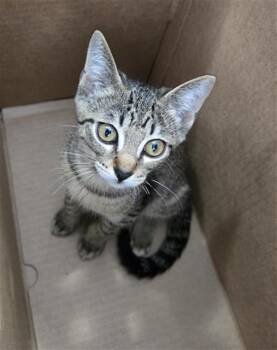MIRA -  Domestic Short Hair Cat for Adoption in Dallas, Texas - MIRA | PetCurious