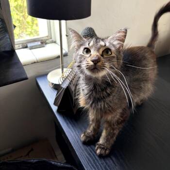 Domestic Short Hair Cats Available for Adoption in Juno Beach, Florida - Layla | PetCurious