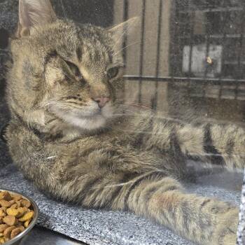 Claudsworth 26-0430 -  Domestic Short Hair Cat for Adoption in Yanceyville, North Carolina - Claudsworth 26-0430 | PetCurious