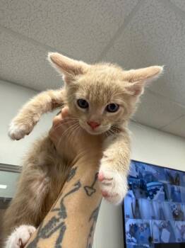 Thistle -  Domestic Short Hair Cat for Adoption in Thousand Oaks, California - Thistle | PetCurious