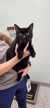 Buckeye -  Domestic Short Hair Cat for Adoption in Athens, Tennessee - Buckeye | PetCurious