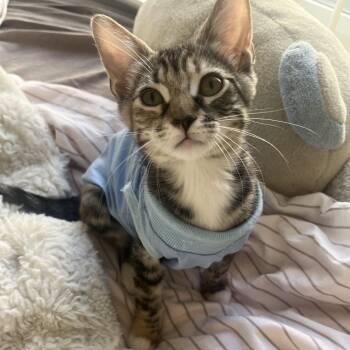 Winky -  Domestic Short Hair Cat for Adoption in Davis, California - Winky | PetCurious