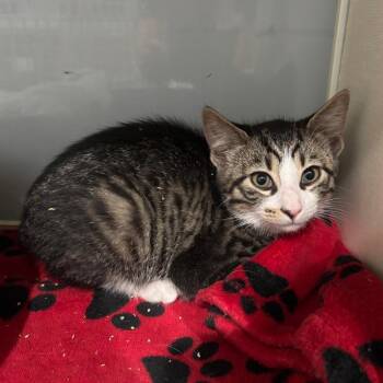 Fiddlehead -  Domestic Short Hair Cat for Adoption in Fairmont, West Virginia - Fiddlehead | PetCurious