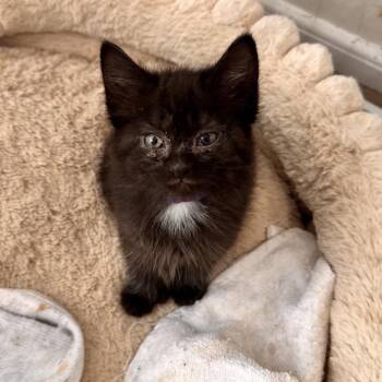 Wynonna (CI 72 Bonnie) -  Domestic Short Hair Cat for Adoption in Ashland, Virginia - Wynonna (CI 72 Bonnie) | PetCurious