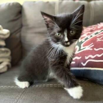 Wave -  Domestic Short Hair Cat for Adoption in South Burlington, Vermont - Wave | PetCurious