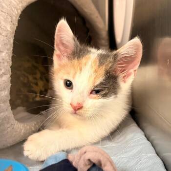 Saffron -  Domestic Short Hair Cat for Adoption in Newark, New Jersey - Saffron | PetCurious