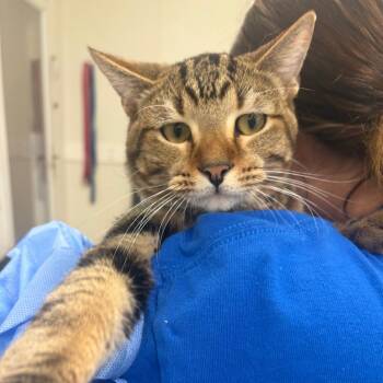 Casper -  Domestic Short Hair Cat for Adoption in Pekin, Illinois - Casper | PetCurious