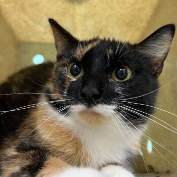 Mardi -  Domestic Short Hair Cat for Adoption in Lyndhurst, Virginia - Mardi | PetCurious