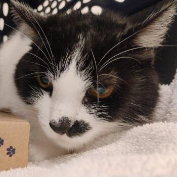 Pepper -  Domestic Short Hair Cat for Adoption in Bentonville, Arkansas - Pepper | PetCurious
