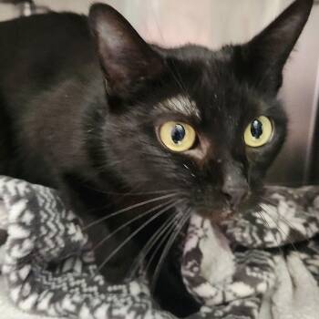 Domestic Short Hair Cats Available for Adoption - Kate (bonded W/ Edwina) | PetCurious