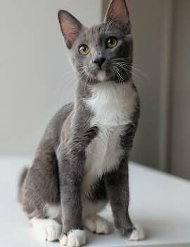 Lint -  Domestic Short Hair Cat for Adoption in Burnaby, British Columbia - Lint | PetCurious