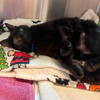 Domestic Short Hair Cats Available for Adoption in Fairport, New York - Cappy | PetCurious