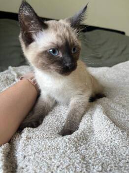 Domestic Short Hair Cats Available for Adoption in Pasco, Washington - Flopsy | PetCurious