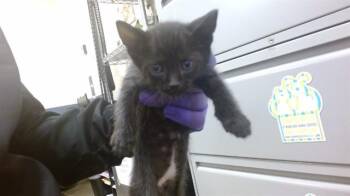 Domestic Short Hair Cats Available for Adoption in Doral, Florida - FROYO | PetCurious