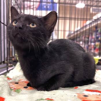 Yo-Ru -  Domestic Short Hair Cat for Adoption in Panama City, Florida - Yo-Ru | PetCurious