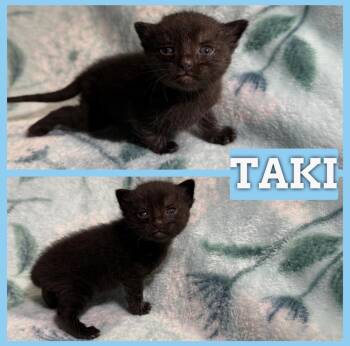 Domestic Short Hair Cats Available for Adoption in Batesville, Arkansas - Taki | PetCurious