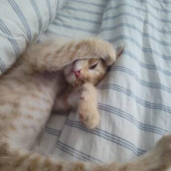 Jack -  Domestic Long Hair Cat for Adoption in Muncie, Indiana - Jack | PetCurious