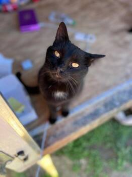 Darby Rose -  Domestic Short Hair Cat for Adoption in Cromwell, Kentucky - Darby Rose | PetCurious