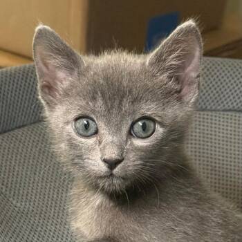 Domestic Short Hair Cats Available for Adoption in Cumming, Georgia - Dove | PetCurious