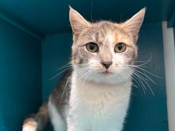Dilute Calico Cats Available for Adoption in Powell, Ohio - Willa | PetCurious