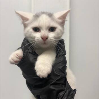 Trystan -  Domestic Short Hair Cat for Adoption in Abilene, Texas - Trystan | PetCurious