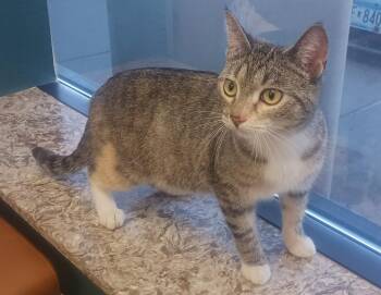 Gracie -  Domestic Short Hair Cat for Adoption in Farmington, Minnesota - Gracie | PetCurious