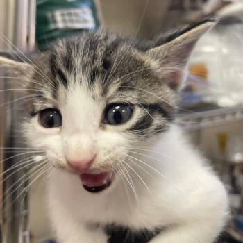 Swedish Fish -  Domestic Short Hair Cat for Adoption in Reno, Nevada - Swedish Fish | PetCurious