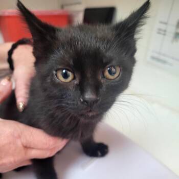 Evie -  Domestic Short Hair Cat Available for Adoption in Belfair, Washington - Evie | PetCurious