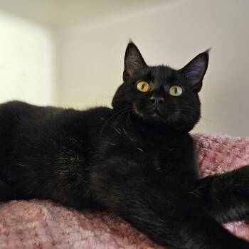 Rescue Domestic Short Hair Cats for Adoption in Harrisonburg, Virginia - Pope | PetCurious