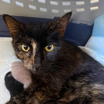 Tori -  Domestic Short Hair Cat for Adoption in Goleta, California - Tori | PetCurious