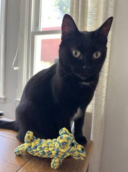 Kealohi -  Domestic Short Hair Cat for Adoption in Wheaton, Illinois - Kealohi | PetCurious