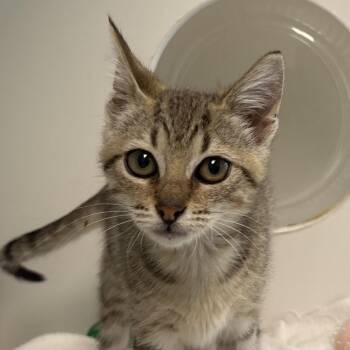 Paige -  Domestic Short Hair Cat for Adoption in Naperville, Illinois - Paige | PetCurious