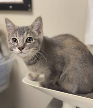 Bacon -  Domestic Short Hair Cat for Adoption in Bemidji, Minnesota - Bacon | PetCurious