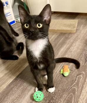 Bean Moongleam -  Domestic Short Hair and Tuxedo Cat for Adoption in Chandler, Arizona - Bean Moongleam | PetCurious